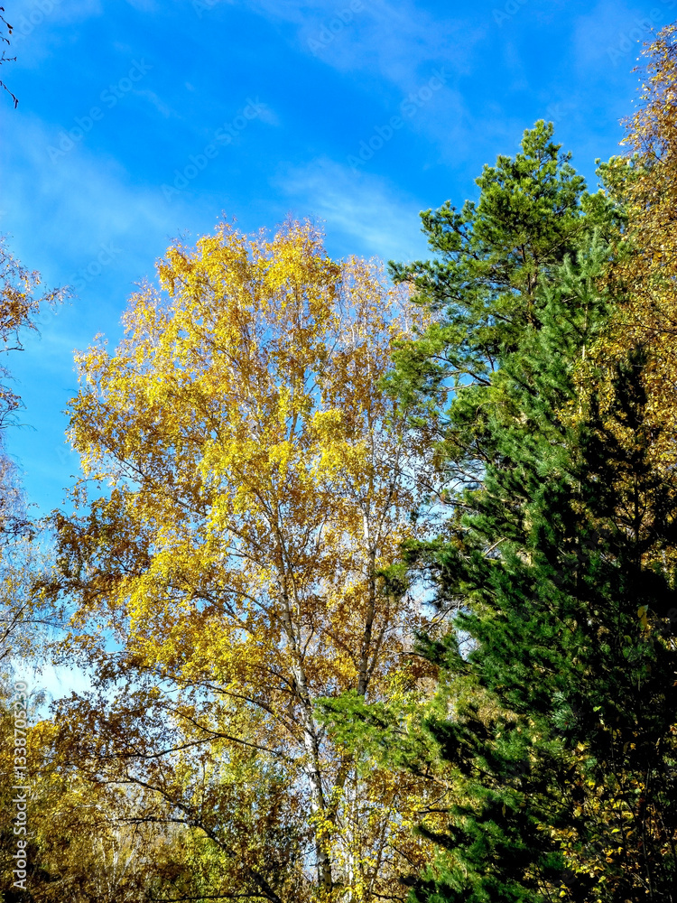 Naklejka premium Autumn forest landscape in the early morning