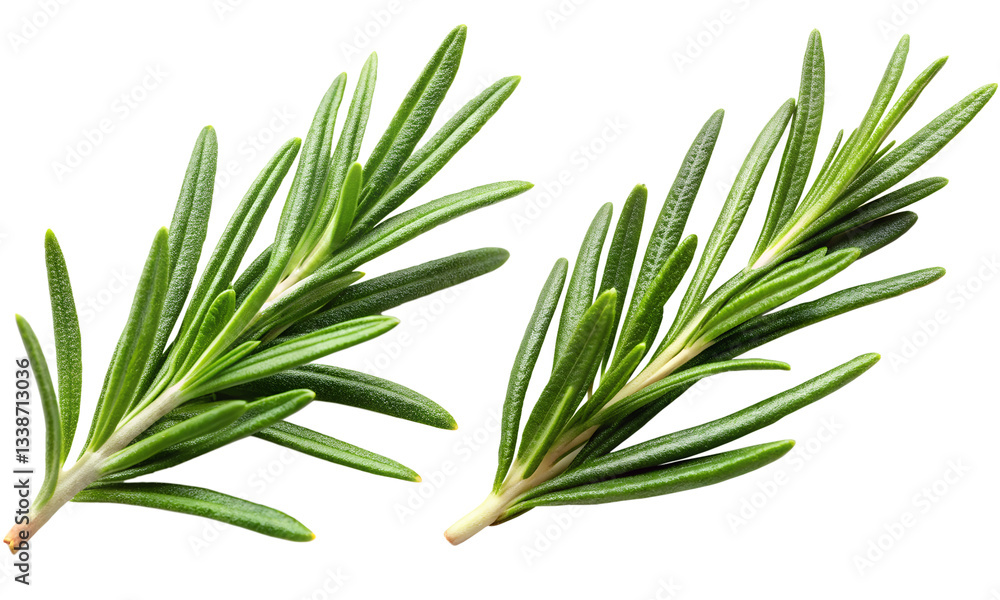 Fototapeta premium Rosemary leafs set, fresh rosemary isolated