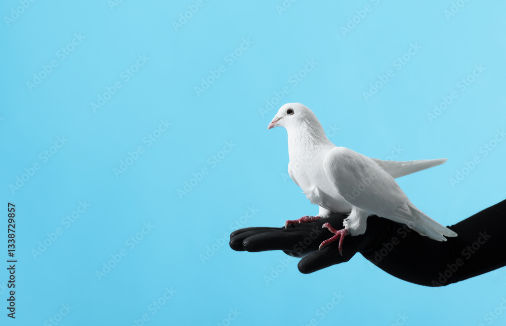 Obraz premium Woman with beautiful white dove on light blue background, closeup. Space for text