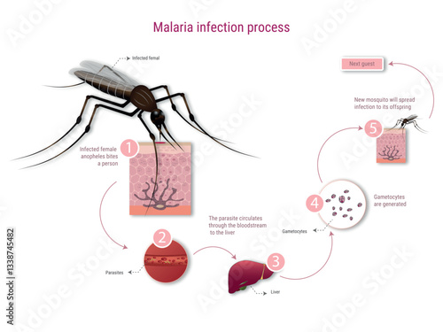 Malaria infection process explained with mosquito biting person