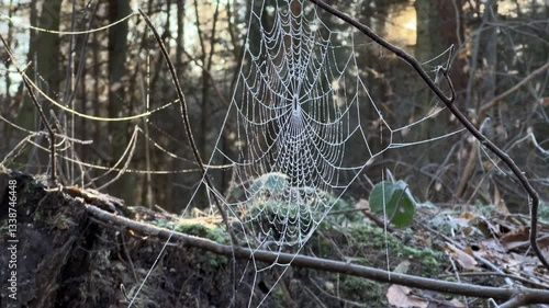 Close up of frozen spider web in winter forest, blurred background 