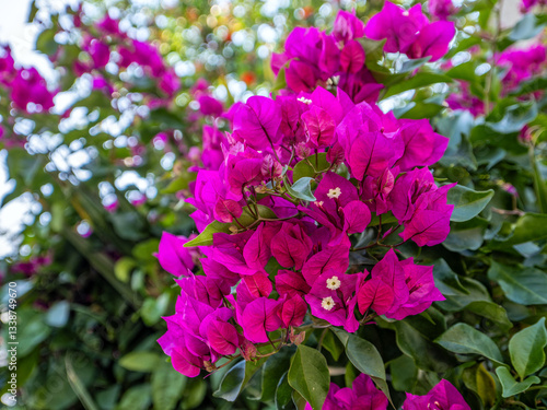 Vibrant purple bougainvillea flowers in sharp focus against a green background. Petals are papery, with stamens visible. The background is soft, highlighting the color of the flower.