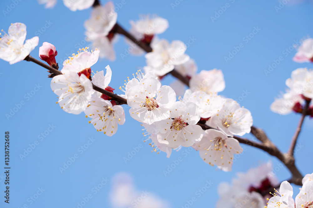 cherry blossom against blue sky in spring