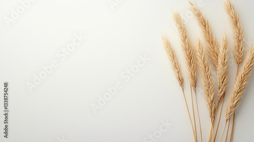 Fototapeta Naklejka Na Ścianę i Meble -  Negative space design abstract background idea. Elegant golden wheat stems displayed against a clean, neutral background.