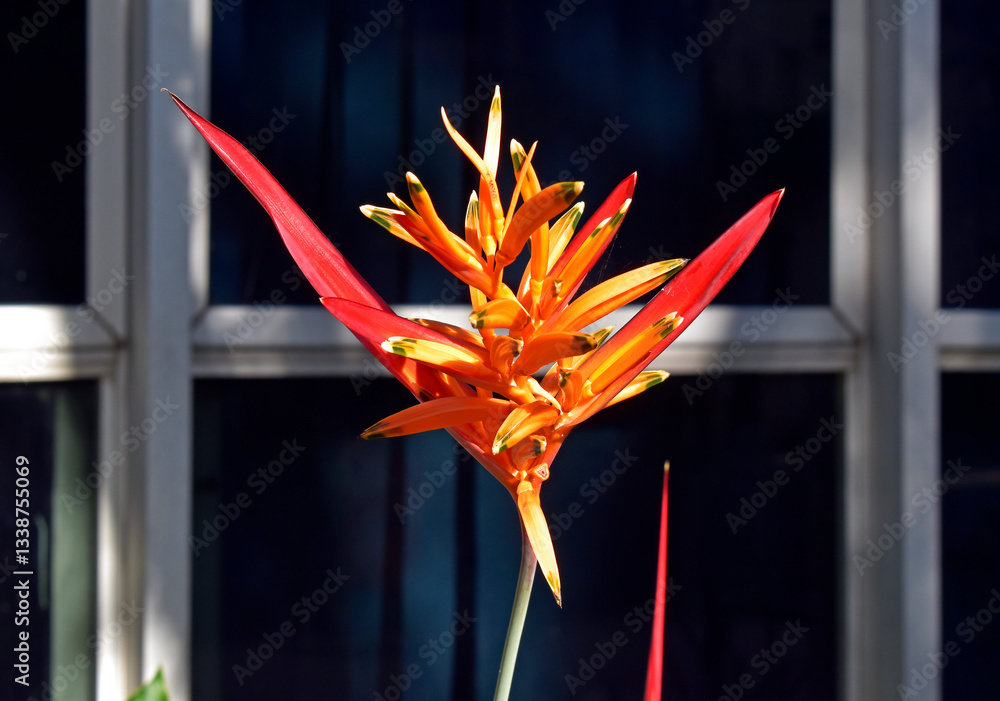 Parrot's flower (Heliconia psittacorum) on garden
