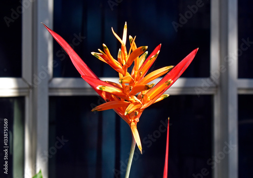 Obraz na płótnie Parrot's flower (Heliconia psittacorum) on garden w salonie