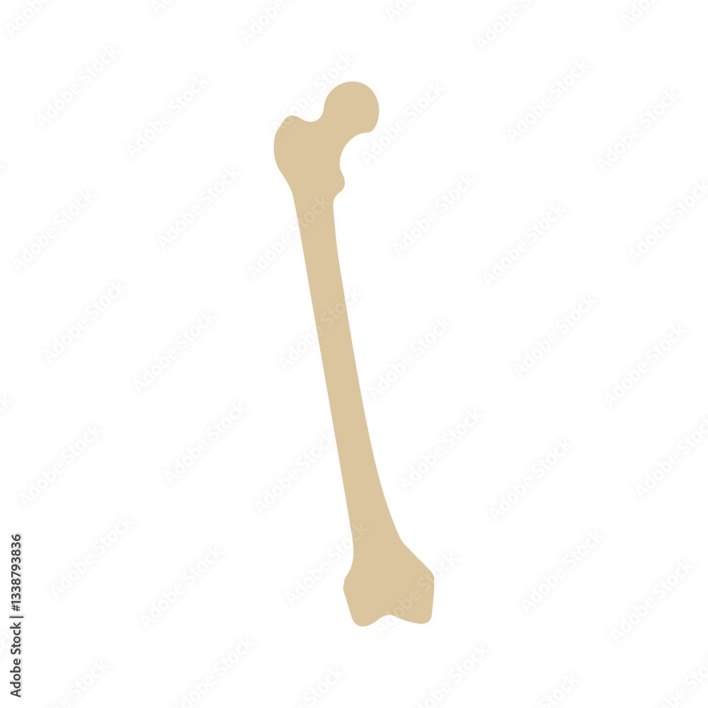 Foto femur colored icon