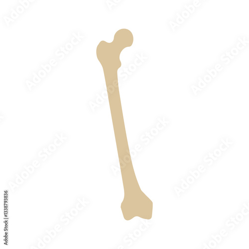 femur colored icon