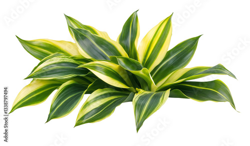 Wallpaper Mural Title: A dracena plant, isolated over transparent background, PNG cut-out

 Torontodigital.ca
