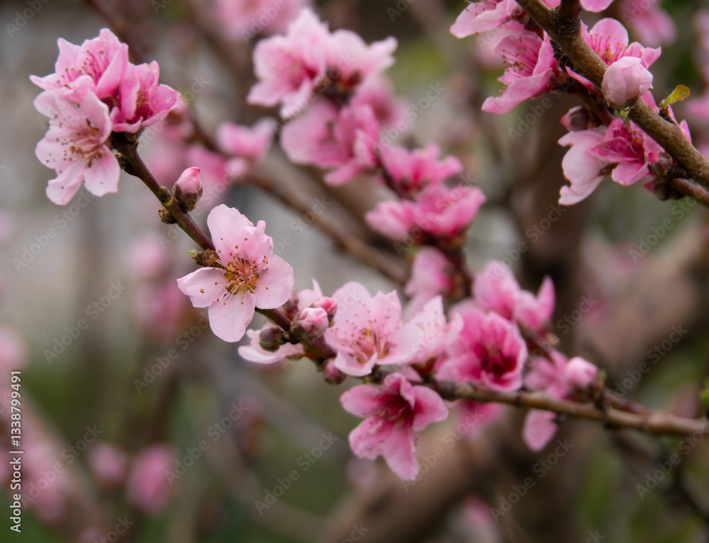 Peach or nectarine tree flowers in spring in Greece Peach or nectarine tree flowers in spring in Greece