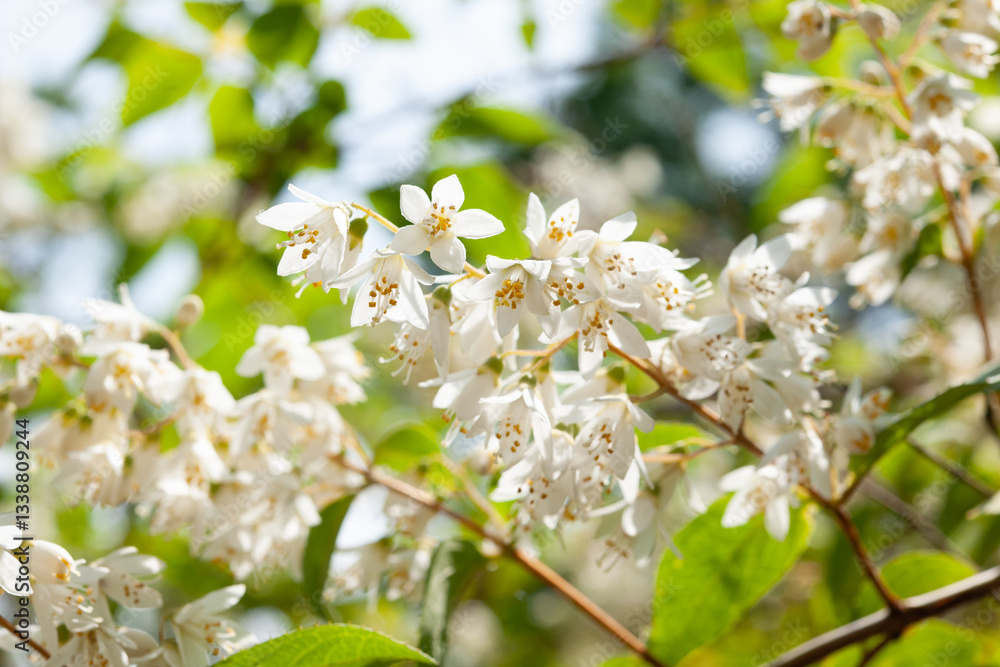 Obraz premium ウツギの花