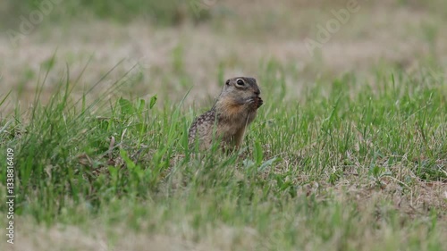 Speckled ground squirrel animal eats green grass