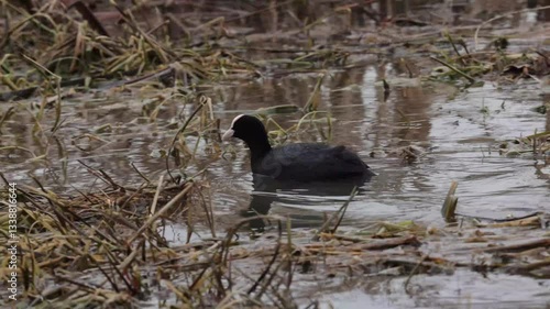 Eurasian coot bird swims on a lake among reeds