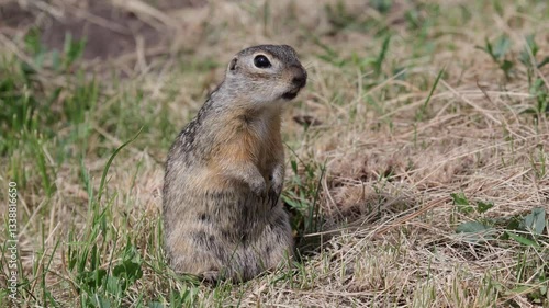Speckled ground squirrel animal close up whistles, warning of danger