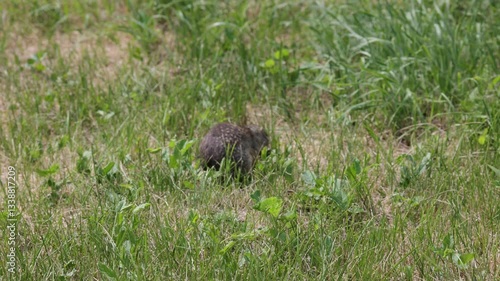 Speckled ground squirrel animal eats green grass