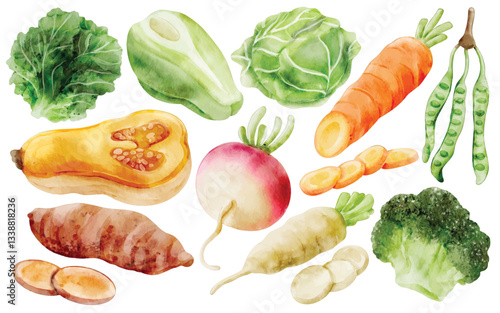 Watercolor Root Vegetable Illustration Set Hand Painted Realistic Carrot Radish Broccoli Sweet Potato Butternut Squash Cabbage Pea Healthy Ingredient Organic Fresh Food