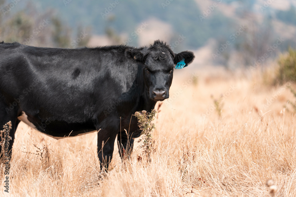 black wagyu beef cow on a farm. beautiful cattle in Australia eating grass, grazing on pasture. Herd of cows free range beef being regenerative raised on an agricultural farm. Sustainable farming black wagyu beef cow on a farm. beautiful cattle in Australia eating grass, grazing on pasture. Herd of cows free range beef being regenerative raised on an agricultural farm. Sustainable farming