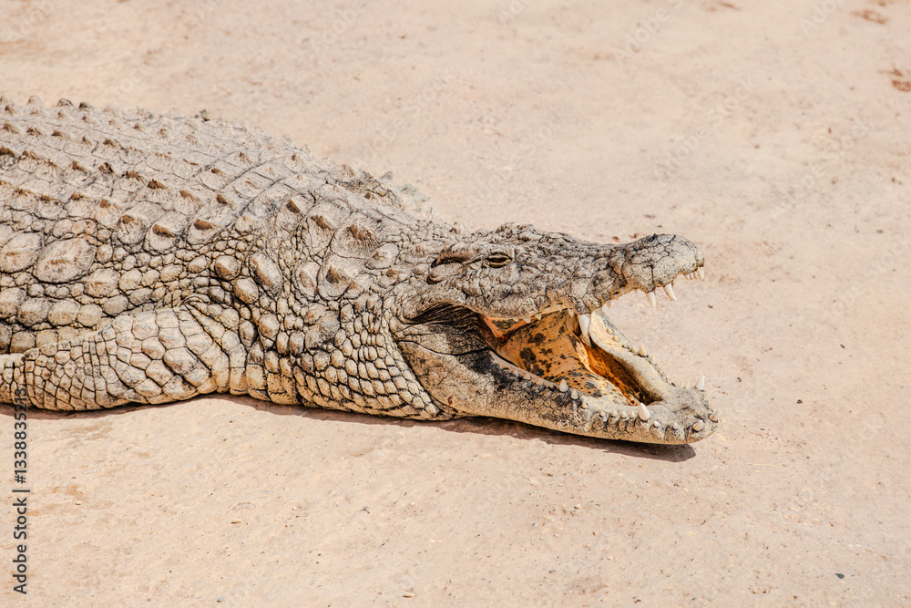 Fototapeta premium Crocodile in Croco Park in Agadir, Morocco. Wild animal. Dangerous reptile. Wildlife in Africa. Crocodylus niloticus. Tourist attractions