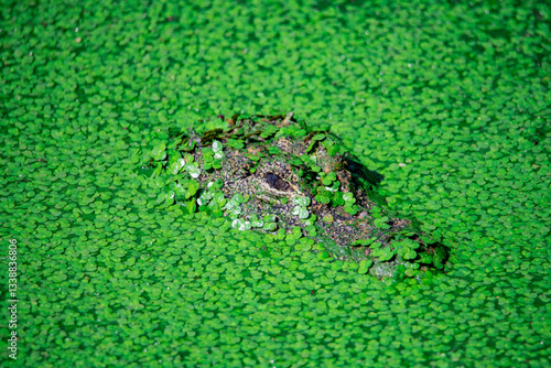 Chinese alligator in different poses