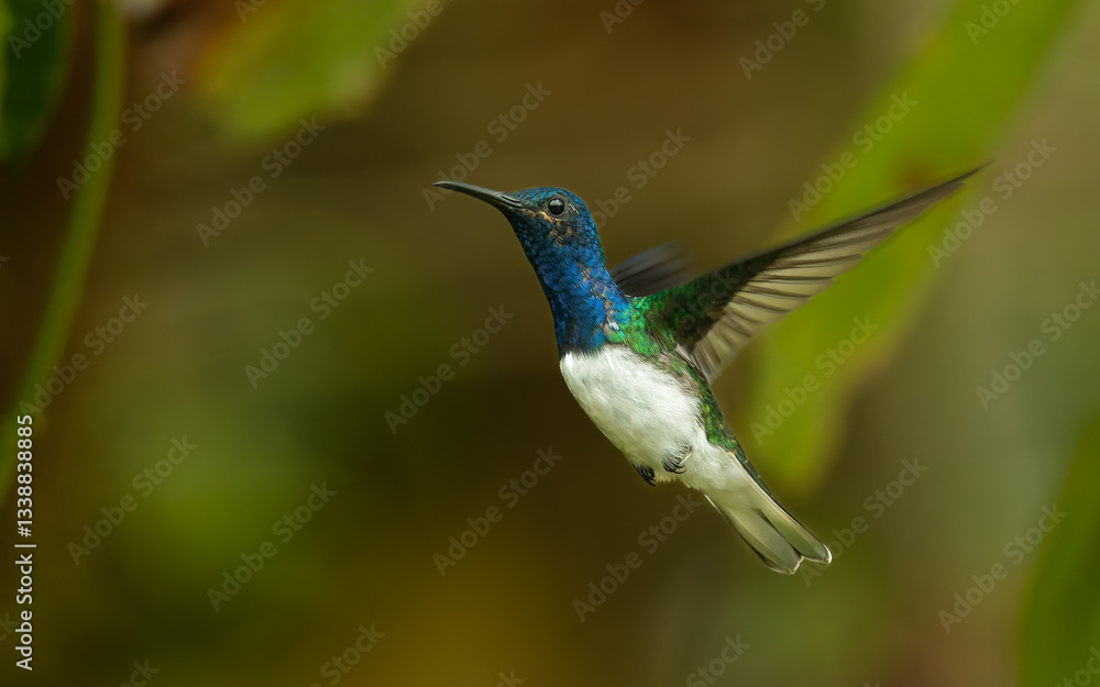 Fototapeta premium Weißnackenkolibri (Florisuga mellivora) oder Jakobinerkolibri