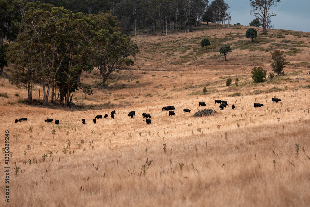 Obraz premium black wagyu beef cow on a farm. beautiful cattle in Australia eating grass, grazing on pasture. Herd of cows free range beef being regenerative raised on an agricultural farm. Sustainable farming