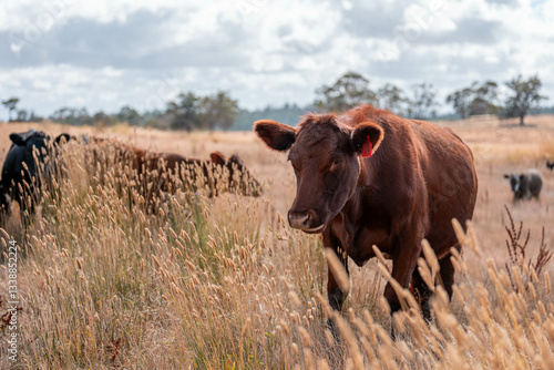 black wagyu beef cow on a farm. beautiful cattle in Australia  eating grass, grazing on pasture. Herd of cows free range beef being regenerative raised on an agricultural farm. Sustainable farming