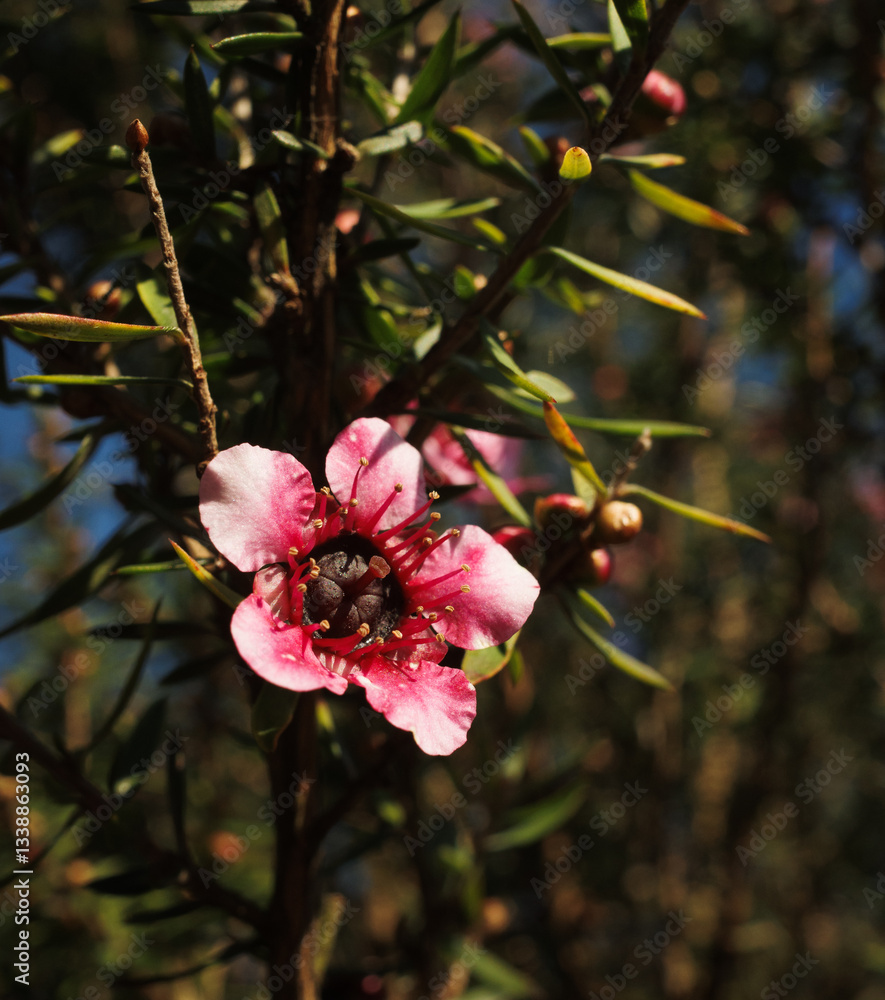 Obraz premium pink cherry blossom