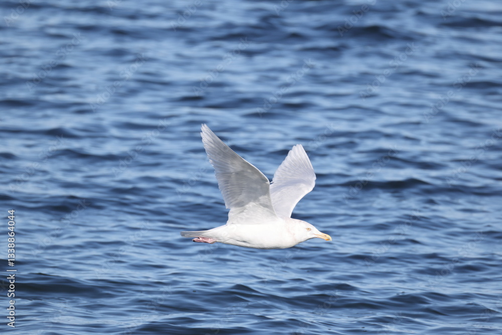 The glaucous gull (Larus hyperboreus hyperboreus) is a large gull, the second-largest gull in the world. This photo was taken in Japan. The glaucous gull (Larus hyperboreus hyperboreus) is a large gull, the second-largest gull in the world. This photo was taken in Japan.