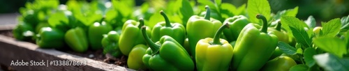 Vibrant green bell peppers growing abundantly in a rustic raised bed , green, green bell peppers, outdoor photo