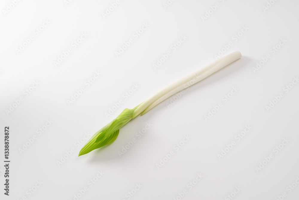山菜 うるい イメージ 山菜 うるい イメージ