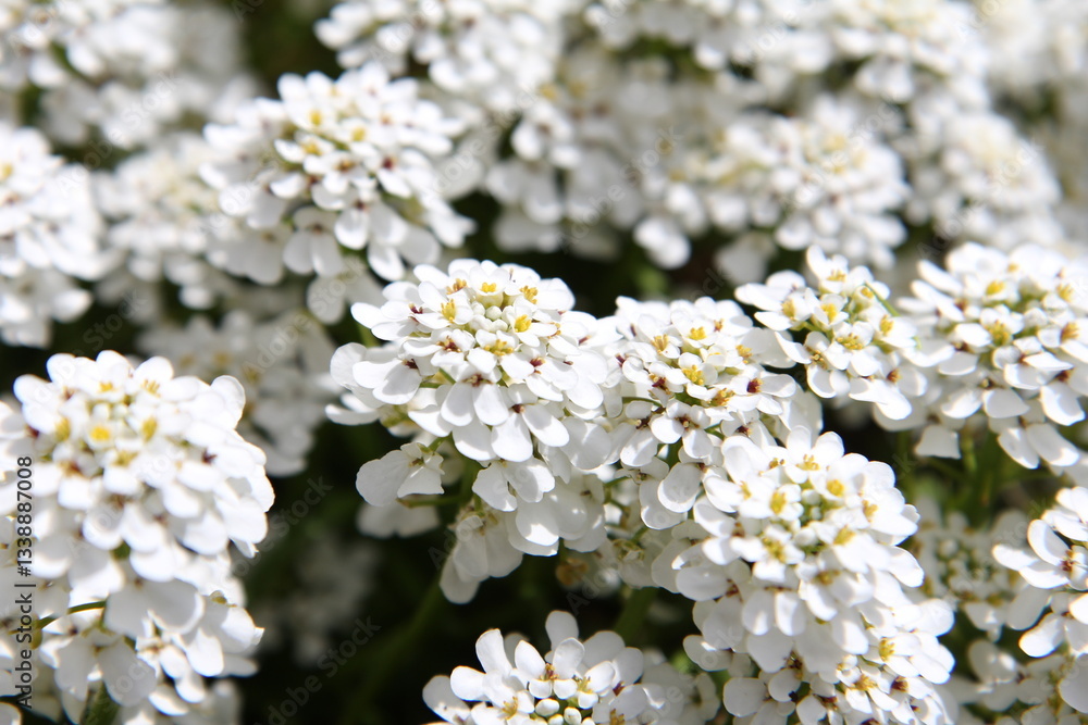 Iberis-Candytuft Iberis-Candytuft