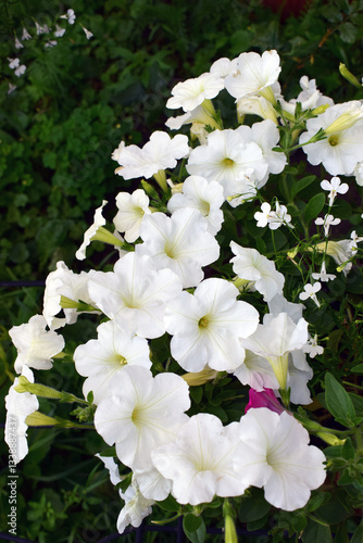 A cluster of white petunias in full bloom, surrounded by green foliage. Contrasting Hues in Green Garden