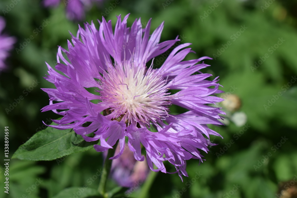 Close-Up of Blooming Cornflower in Green Foliage Close-Up of Blooming Cornflower in Green Foliage