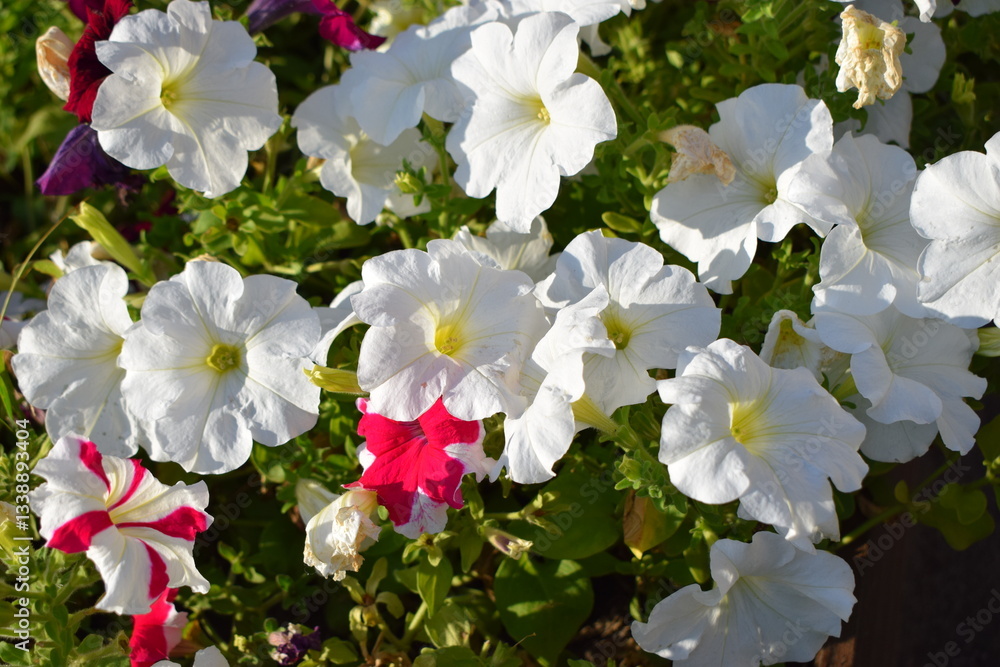 A cluster of vibrant flowers, predominantly featuring white petunias with a few pink and red ones interspersed. Lush Foliage with Vibrant Flowers A cluster of vibrant flowers, predominantly featuring white petunias with a few pink and red ones interspersed. Lush Foliage with Vibrant Flowers