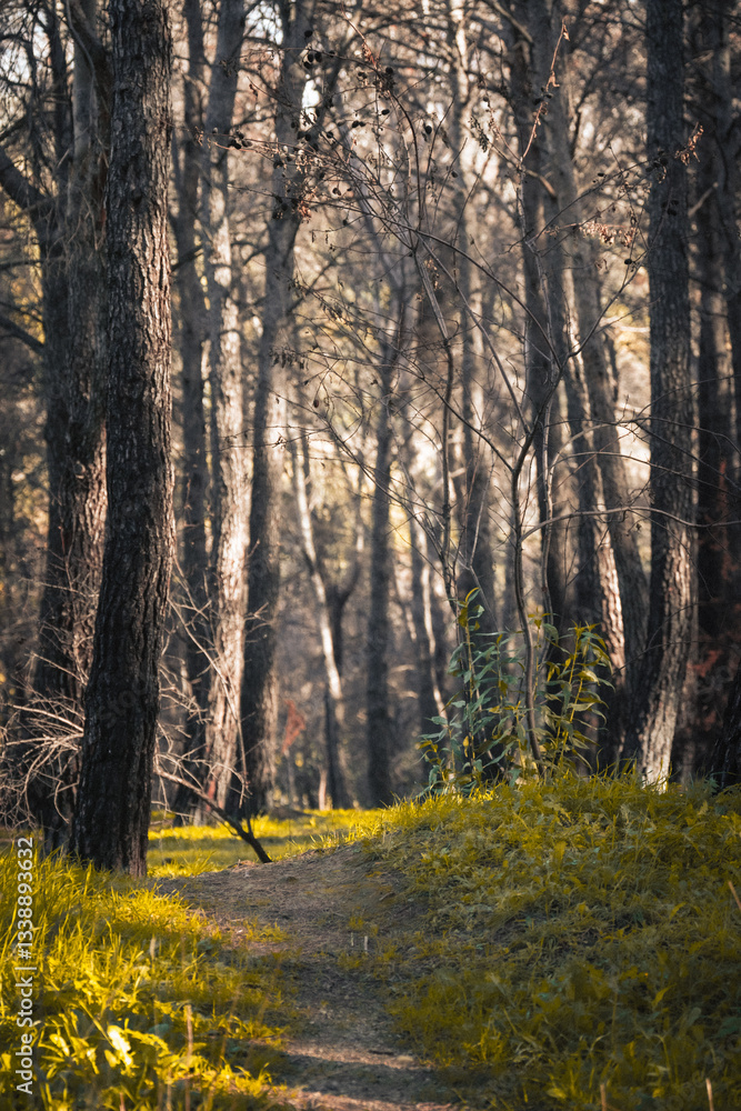 Obraz premium Exploring a serene wooded path surrounded by tall, slender trees under soft morning light in an enchanting forest setting