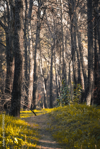 Exploring a serene wooded path surrounded by tall, slender trees under soft morning light in an enchanting forest setting