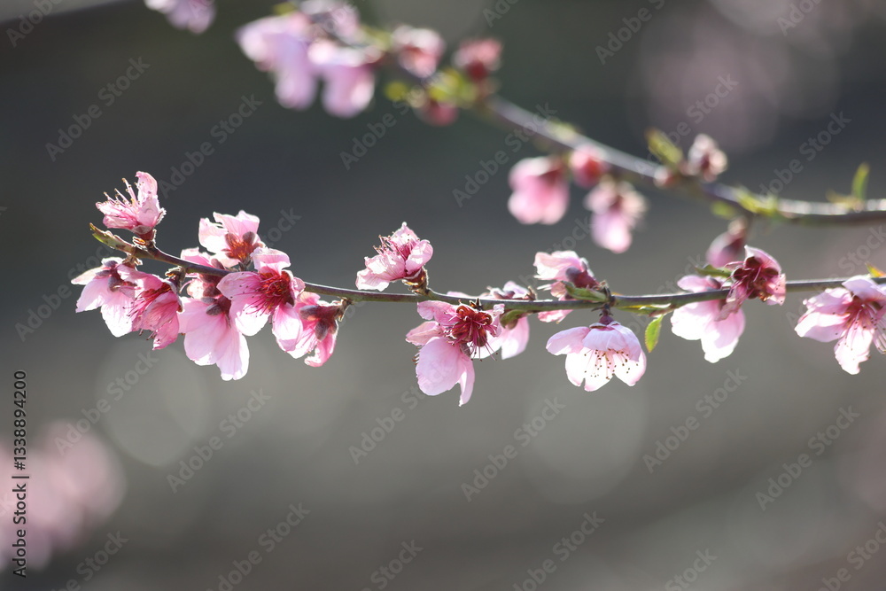 Obraz premium Peach tree blossoms in early spring