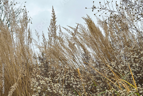 Field grasses against the sky, beautiful natural background in beige and brown shades.