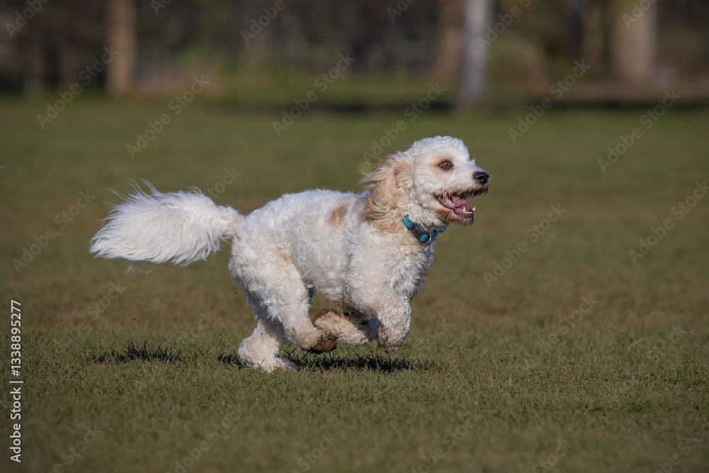 Cockerpoo dog enjoying a run in the park on a sunny day Cockerpoo dog enjoying a run in the park on a sunny day