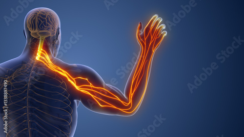 Compressed Cervical Nerve Leading to Radiating Pain