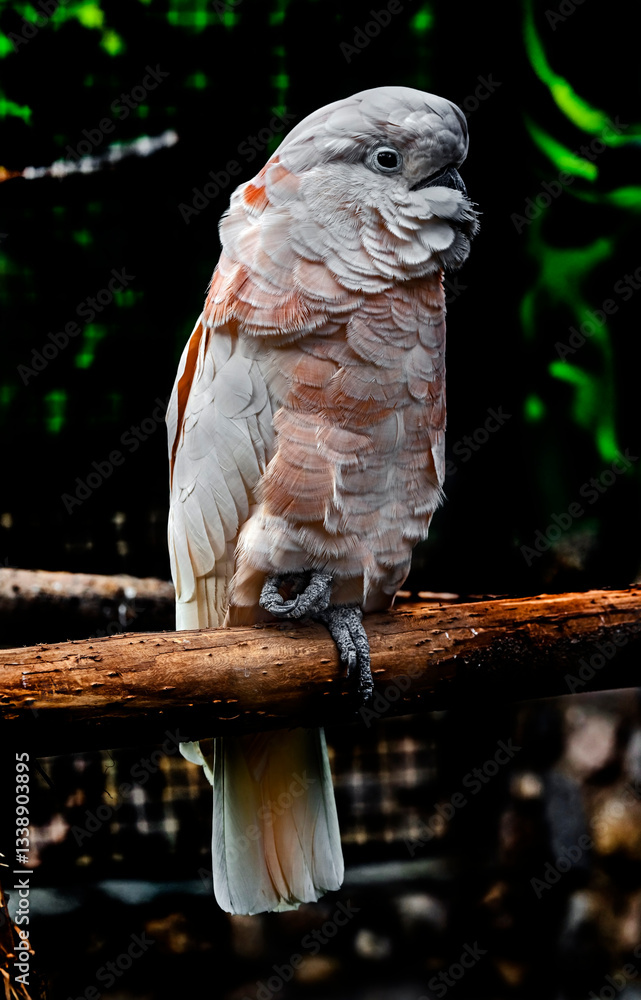 Φωτογραφία Goffin cockatoo on the branch. Latin name - Cacatua goffiniana