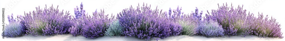 Fototapeta premium The picture displays a lavender bush at its peak bloom, with vibrant purple flowers that contrast beautifully with the silver-green foliage, all on a clear, transparent background