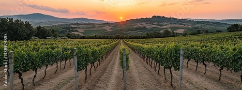 As the sun rises, Val d'Orcia in Italy comes to life, presenting its spectacular Tuscany vista photo