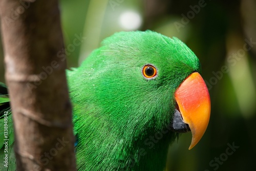 Close-up of a vibrant green parrot with an orange beak in Auckland Zoo, New Zealand