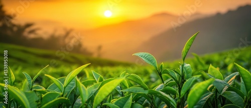 Vibrant green tea leaves under a beautiful sunset sky.