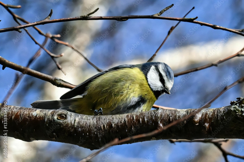 Fototapeta premium Vibrant blue tit perched on a branch with a clear blue sky background