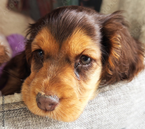 Closeup of a brown Cocker Spaniel puppy, with its head resting on the side of its soft bed.