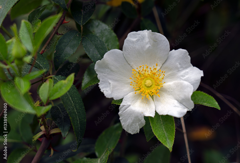 Obraz premium Cherokee Rose, Rosa laevigata, in full bloom against a dark background, the Cherokee rose is a white fragrant rose and considered an invasive species in the United States and other regions.
