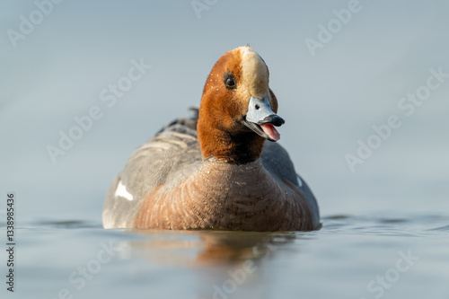 Expressive Wigeon Drake Calling Across Calm Waters