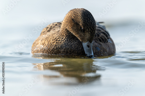 Wallpaper Mural Female Mallard Duck Swimming in Serene Blue Waters Torontodigital.ca